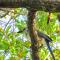 Hospedaje Combi dream bird