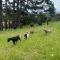 Pukeatua Farmstay