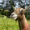 Pukeatua Farmstay