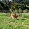 Pukeatua Farmstay