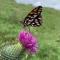 URKU ALLIPACHA Mountain Retreat w/ Organic Garden