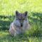Tsitsikamma Wolf Sanctuary ECO Cabins & Teepees