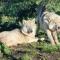 Tsitsikamma Wolf Sanctuary ECO Cabins & Teepees