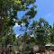 Avocado homestay