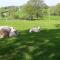 Ewe Retreat Shepherds Hut - Hereford