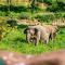 Wild Cottages Elephant Sanctuary Resort - Amphoe Koksamui