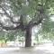 Il Casale della Quercia