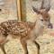 Sandalwood Downs Fabulous Farm Stay TOODYAY