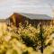 Villas & Vines Glamping