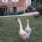 Borgo 28 Gramado