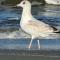 Harbor Island D112 - Oceanmarsh Subdivision