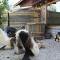 Rustic Cabin Zlatibor