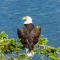 Eagles Oceanview Eagles Oceanview