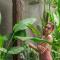 Brand new Luxury 3BR villa Ethnic Ubud #3 - 乌布