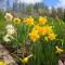 Srub Javorná - apartmány Šumava