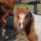 "PONY POD" at Nelson Park Riding Centre Ltd - GLAMPING POD also available the fox pod and Trailor Escapes- BIRCHINGTON, RAMSGATE, BROADSTAIRS MARGATE - Kent