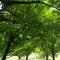 Back to Roots Ayurveda Retreat