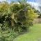 Secluded house, Opening special - Pahoa