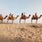 Osian Camel safari and Village home stay - Gheura