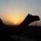 Osian Camel safari and Village home stay - Gheura