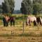 het Neerland