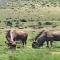 Mount Everest Guest Farm - Harrismith