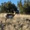 Tiny home near Grand Canyon sleeps 5, epic views! - Флагстафф