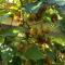 Il Nido dei Gufi Bed and Breakfast