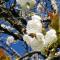 Gîte Les Cerisiers Sud-Gironde dans le Sauternais meublé de tourisme 3 étoiles - Preignac