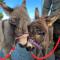 Unique Stay on an Alpaca Therapy Farm with Miniature Donkeys North Wales - 莫尔德