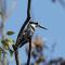 Fish Eagle Manor