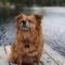 Dog friendly Muskoka. Fun from forest to river. - Huntsville