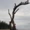 The Mangrove