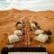 Camel Desert Camp - Merzouga