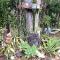 Rustic Sunflower - Mount Crosby