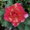 Bella Rosa