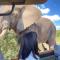 Leopard Tree Lodge