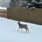 Deer Lodge