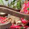 Entire Garden House in Con Dao ! 3BR & 4WC ! Private Yard with Washer & Dryer