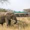 Ndoto Serengeti Camp - Serengeti