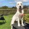 Adult only en-suite Glamping Hut with a Private Hot Tub, Fenced Garden, FirePit, BBQ and Dog Friendly! Located in a Peaceful setting with gorgeous countryside views on Anglesey, North Wales - Amlwch