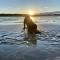 Beachcomber, Two bed Chalet on Sunbeach Holiday Park - Sleeps 4, pet friendly, FREE pool and entertainment passes included - plus WiFi - only 300m from the beach!