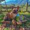 31 on Witzenberg, Tulbagh
