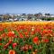 Oceanview Rooftop Patio - Walk To The Beach & Park - Carlsbad