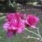Garden Paradise Siochain House - Carterton