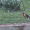 Garden Paradise Siochain House - Carterton