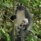 Jungle View Homestay & Guesthouse - Bukit Lawang