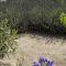 Lavanda del Valle