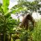 Dragons Garden