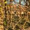 Beach & Forest Retreat -Domburg- - 东卡佩勒